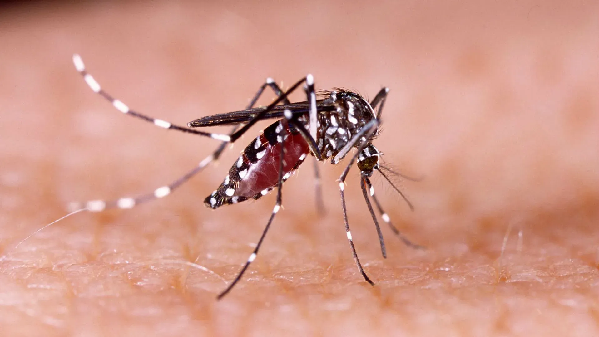 Paraíba registra aumento de mais de 16% nos casos de dengue até outubro e 14 mortes, segundo SES
