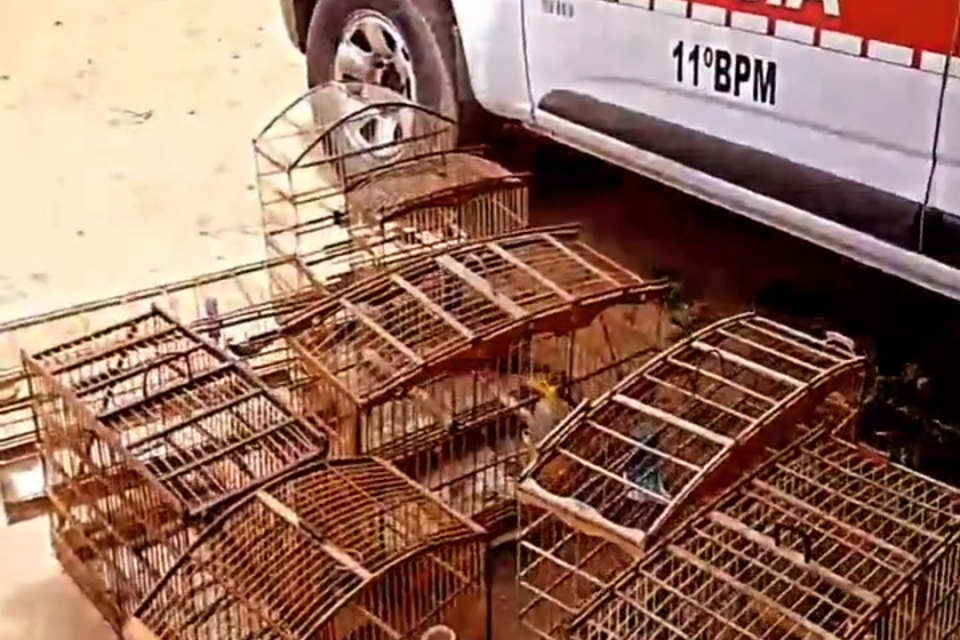 Mulher é presa com aves silvestres em gaiolas em Monteiro