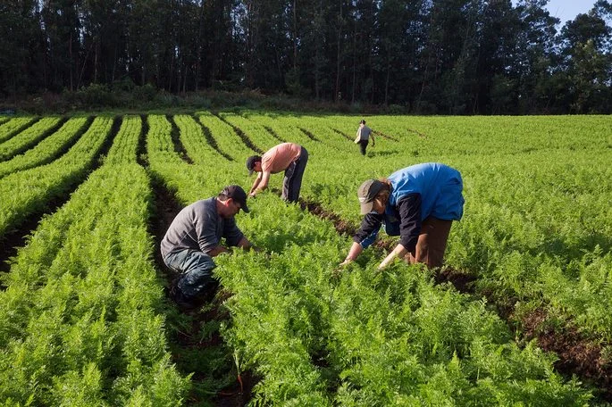 Chamada pública para agricultoras (es) familiares encerra dia 10 em Sumé