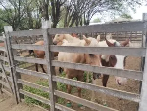 LEI Nº 2.230/2024: Câmara Municipal de Monteiro regulamenta apreensão de animais