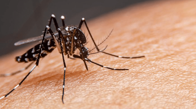 Brasil tem mais de 6,5 milhões de casos prováveis de dengue este ano