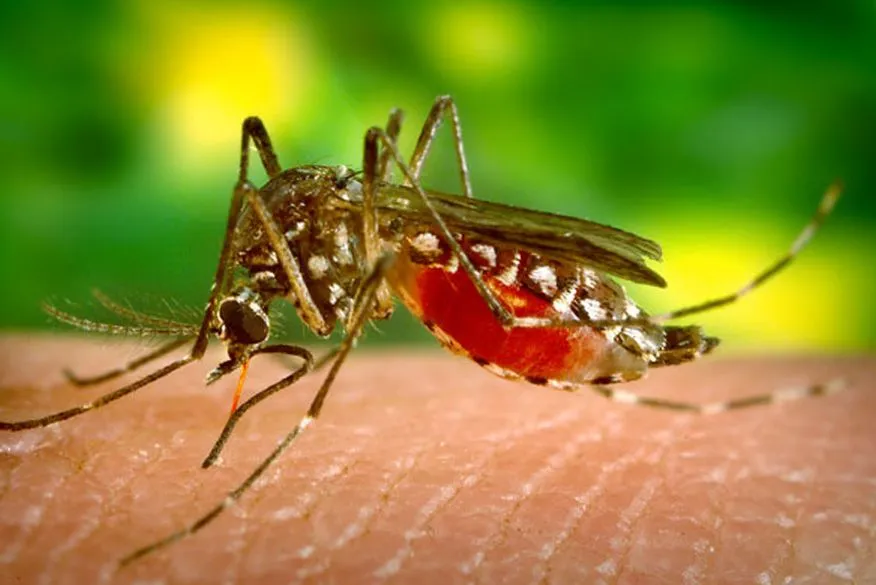 Paraíba confirma primeiros casos de febre oropouche; doença é transmitida pelo maruim