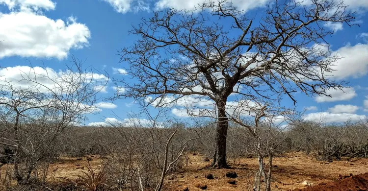 El Niño pode agravar calor e estiagem no Cariri nos próximos meses